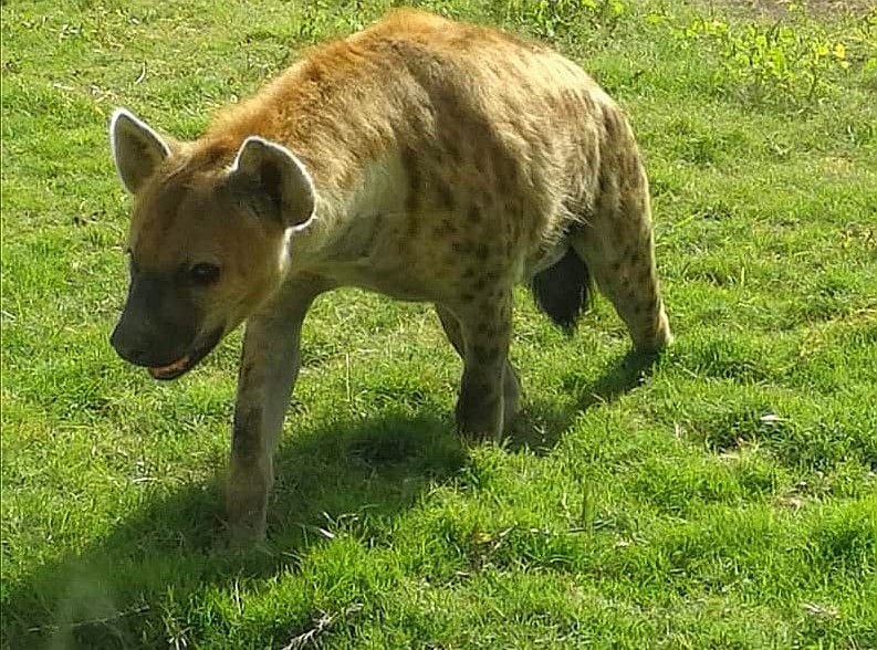 Spotted hyena at Dubai Safari Park