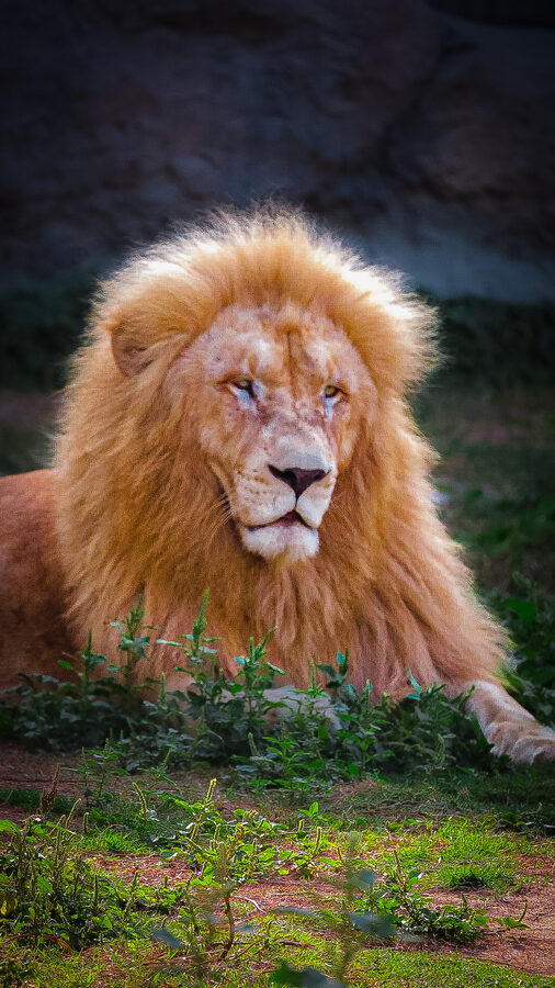 White lion at Dubai Safari Park
