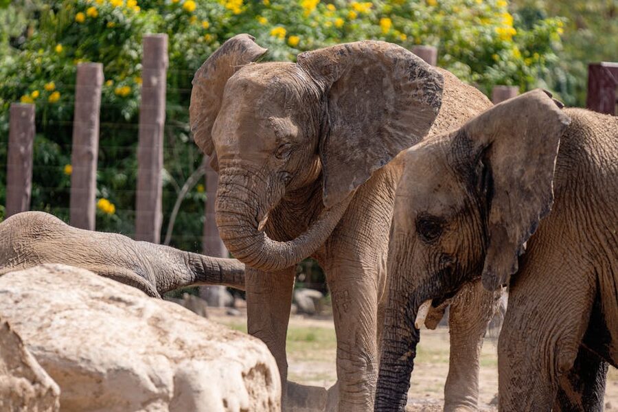 Three African elephants at Dubai Safari Park