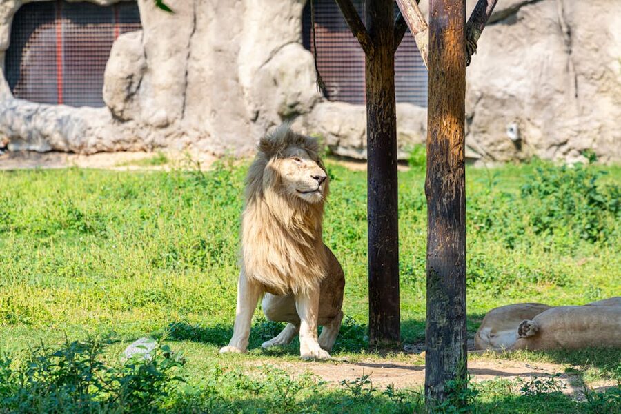 White lion resting in shade at Dubai Safari Park