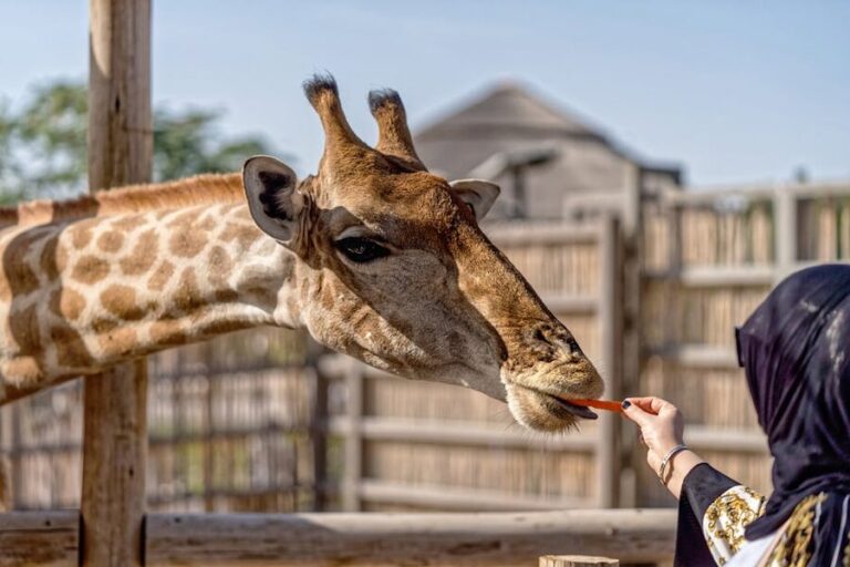 Woman feeding giraffe at Dubai Safari Park