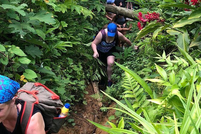 El Yunque Rainforest Tour from Fajardo - Who This Tour Is Perfect For
