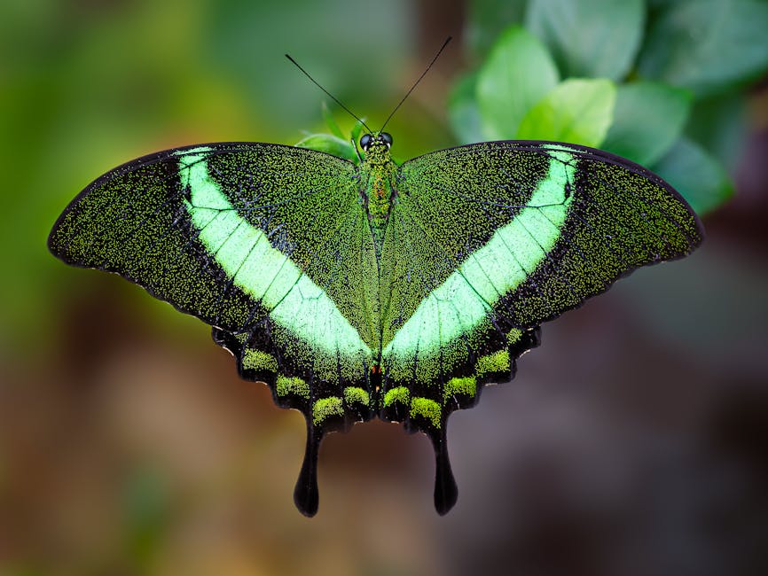 Emerald Swallowtail butterfly displaying green iridescent wing bands
