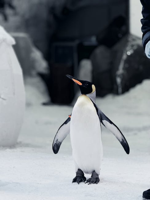 Emperor Penguin standing on ice in indoor snow environment
