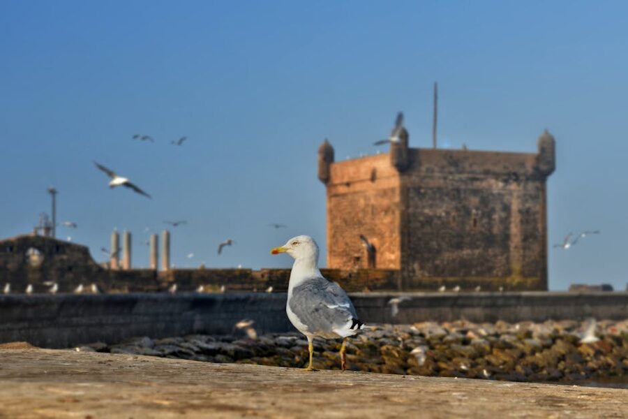 Seagull on Essaouira fortress wall