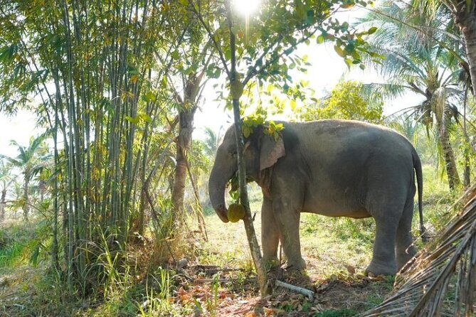 Ethical Elephant Sanctuary Tour from Bangkok & Pattaya - What Do the Reviews Say?
