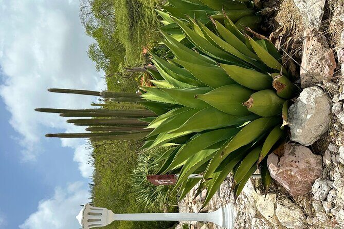 Exclusive 4 -Hour Private nature Tour: West Curacao's Best - The Experience: What Does It Mean for You?
