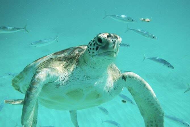 Explore and Discover Barbados By Land & By Sea - Practical Tips for Participants