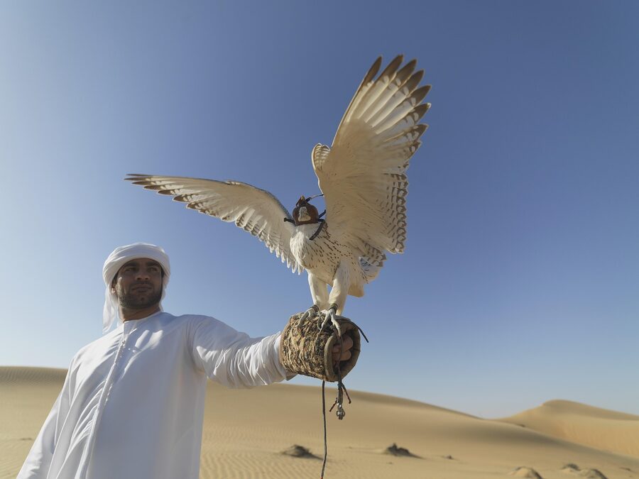 Falcon bird perched in desert setting in the UAE