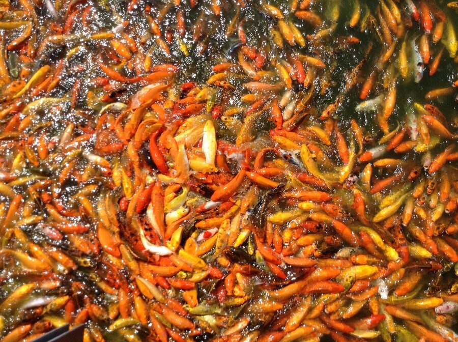 School of colorful tropical fish swimming together