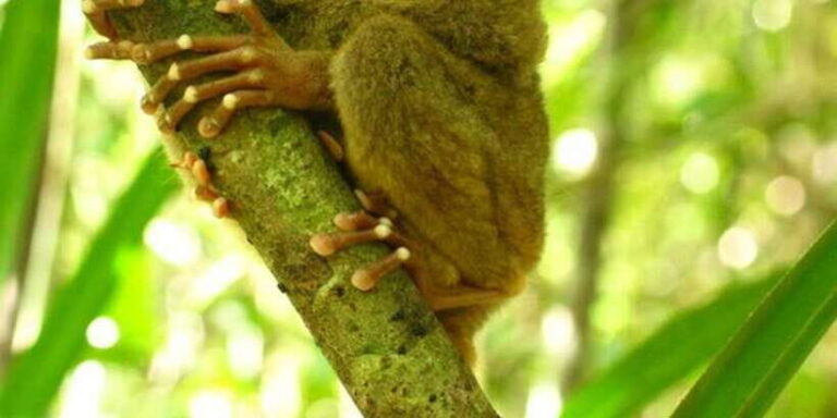 From Bohol: Full-Day Countryside Tour - The Value of This Tour