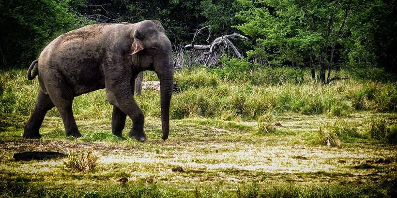 From Ella: All Inclusive Udawalawe National Park Safari - Pricing and Value