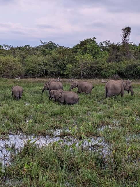 From Galle/ Mirissa/ Tangalle : Udawalawa Safari & Drop Ella - The Cost—Is It Worth It?
