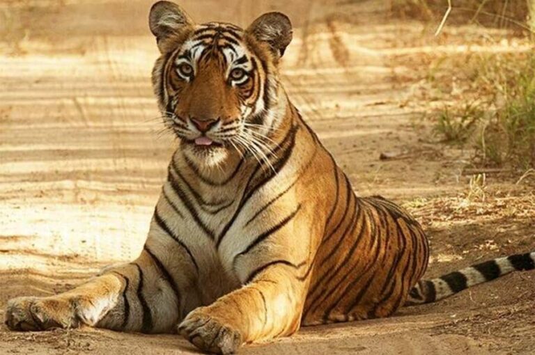 From Jaipur: Praivte Ranthambore Tour By Jeep Canter Safari - The Itinerary Breakdown