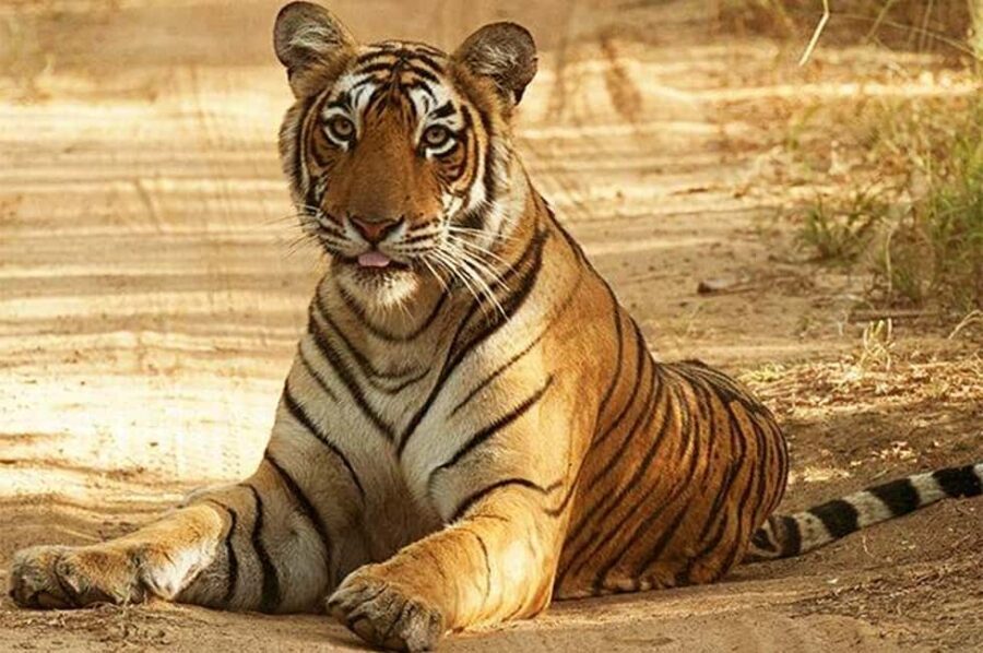 From Jaipur: Praivte Ranthambore Tour By Jeep Canter Safari - The Itinerary Breakdown