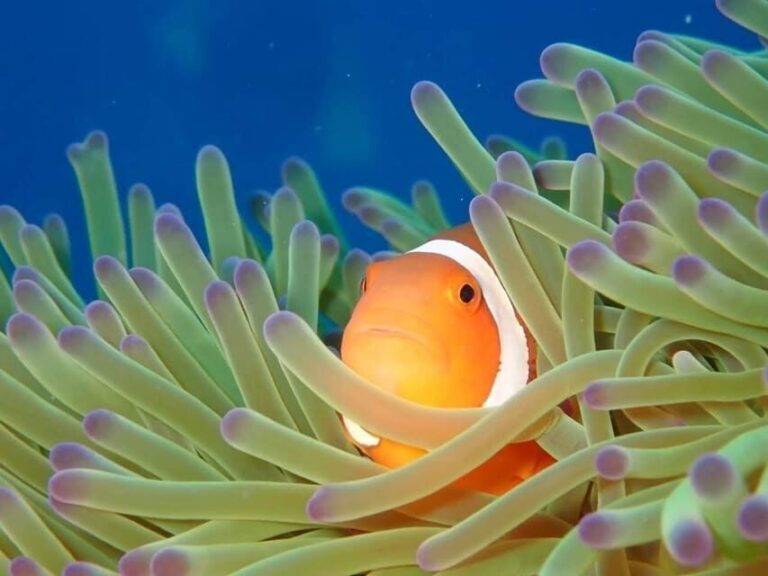 From Naha Scuba Diving Trip in Kerama(for certified divers) - What Makes This Tour Stand Out?