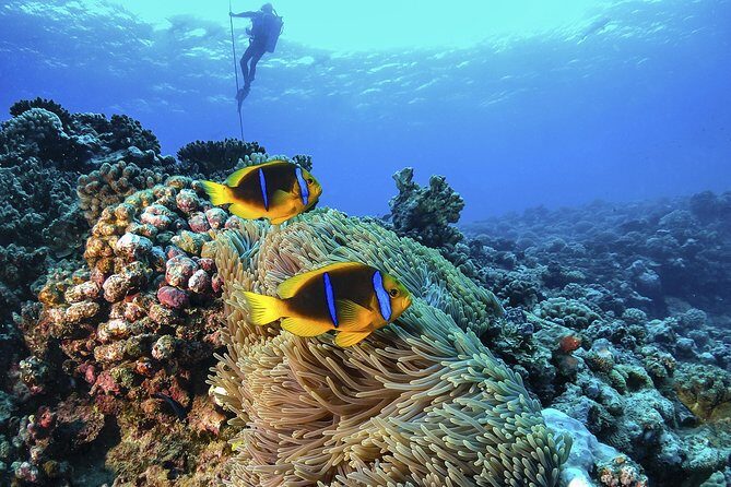 Full-Day Catalina Island Scuba Diving Tour from La Romana - The Practical Side: Logistics, Price, and Value