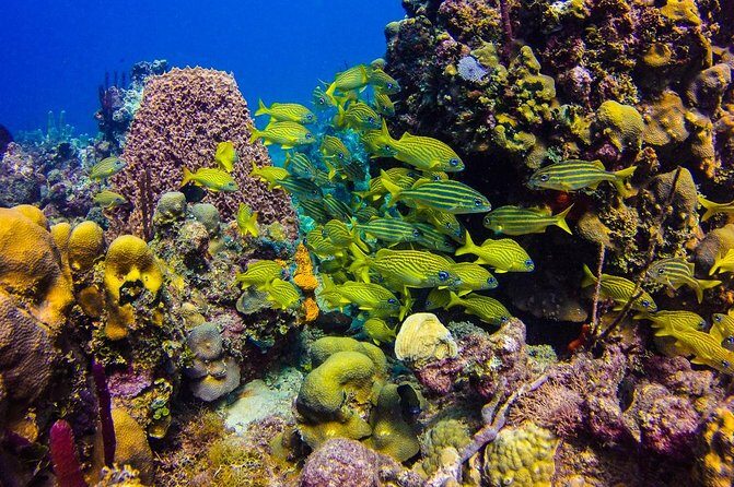 Full-Day Catalina Island Scuba Diving Tour from Punta Cana - Who Will Love This Tour?