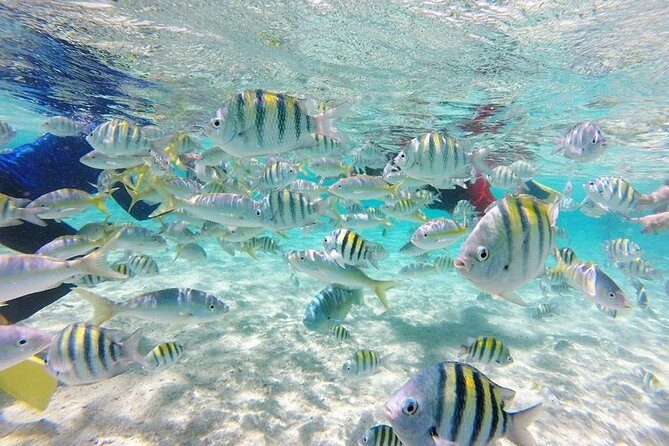 Full-Day Tour to Punta Rucia and Cayo Arena with Snorkeling - The Itinerary in Detail