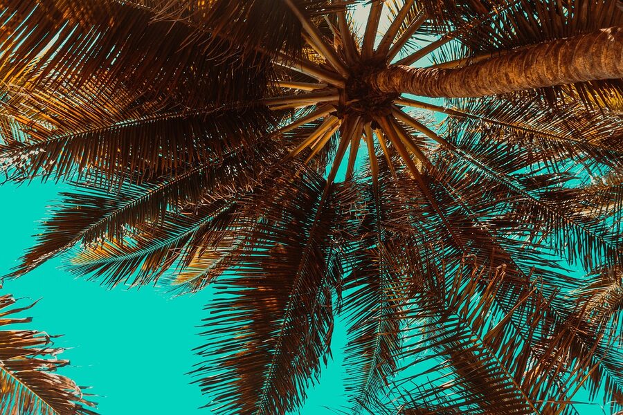 Garden with palm trees in Dubai park