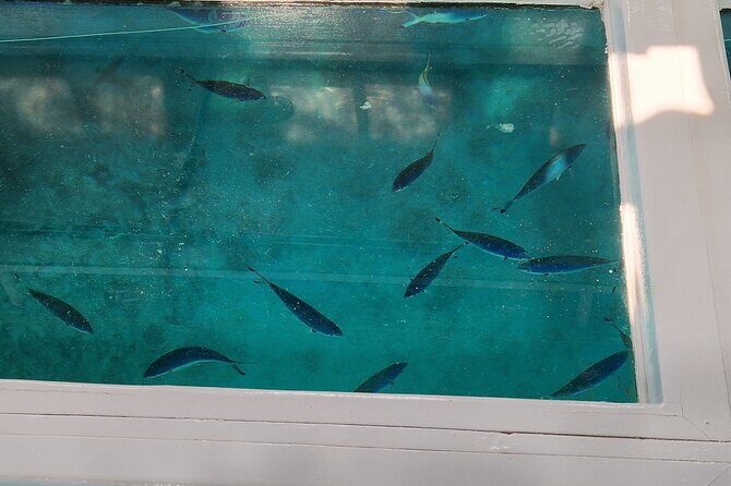 Glass-bottom boat tour to Punta Cana - Analyzing the Value