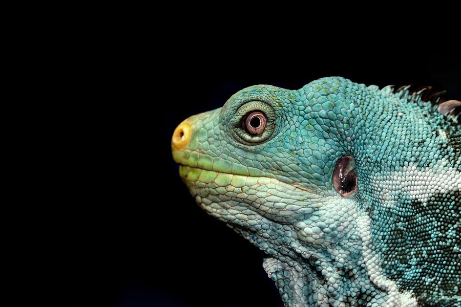 Green iguana reptile in tropical habitat