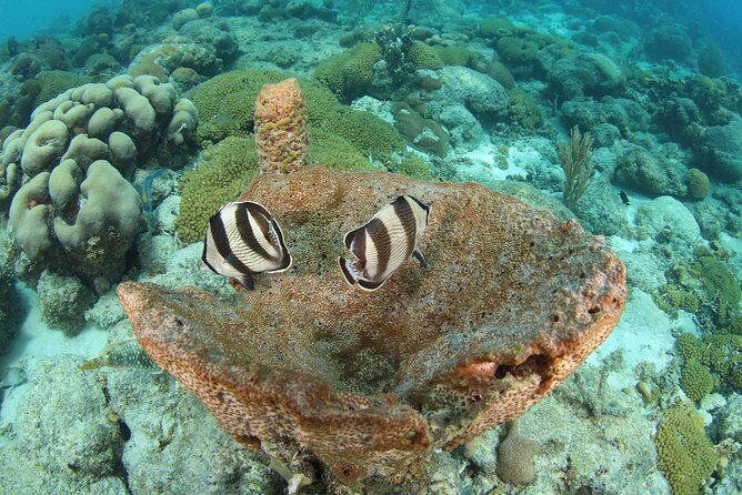 Guided Shore Dive for Certified Divers with Scubaçao (1 tank) - Authentic Experiences and Real Reviews