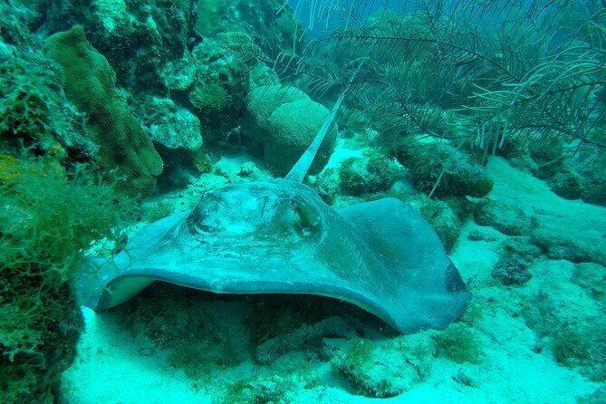 Guided shore dive on one of our house reefs for Certified Divers. - A Typical Dive Day with Coral Divers