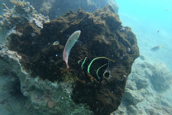 Guided Snorkeling adventure in San Juan - The Sum Up: Who Should Consider This Snorkeling Tour?