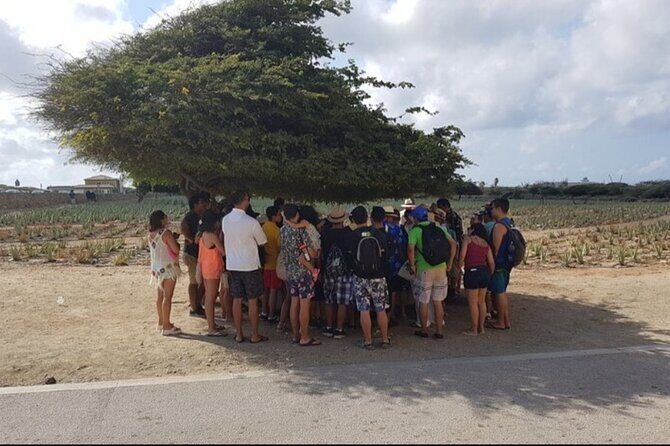 Half-Day Aruba Sightseeing Tour & Beach in an Air-condition Bus - Transportation & Group Size