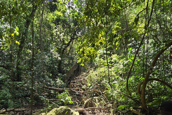 Half-Day St. Kitts Rainforest Hike - What Makes the Trail Special?
