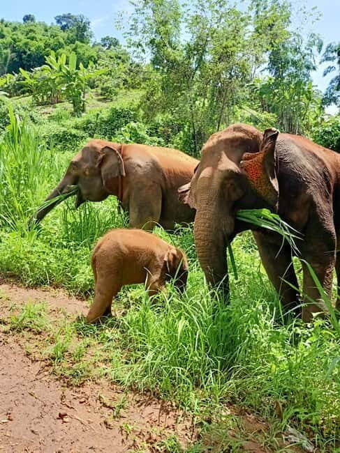 Half-day with CHIANGMAI ELEPHANT CARE program (12pm-6pm.) - Why This Tour Offers Good Value