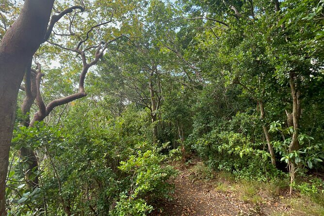 Hike St Kitts: Wingfield Rainforest and Romney Experience - Cultural and Historic Stops
