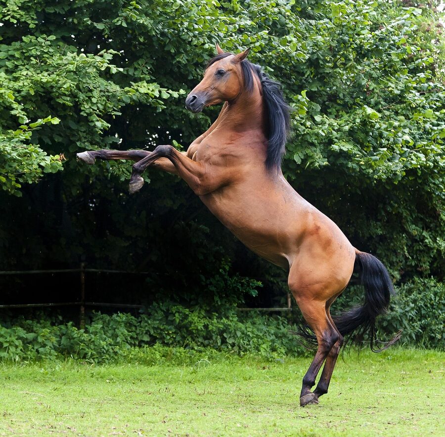 Arab stallion thoroughbred portrait