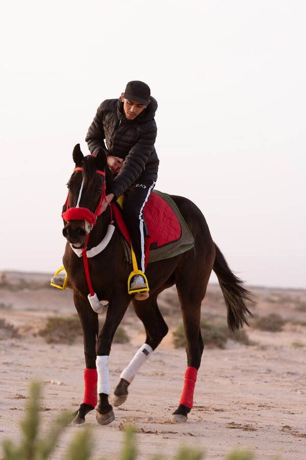 Arabian horse with rider in desert