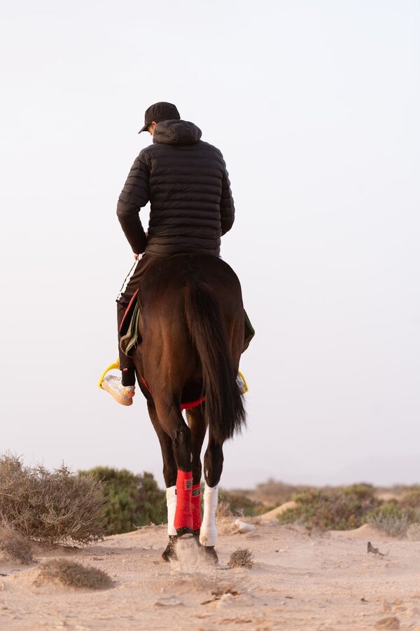 Rider on black Arabian horse desert