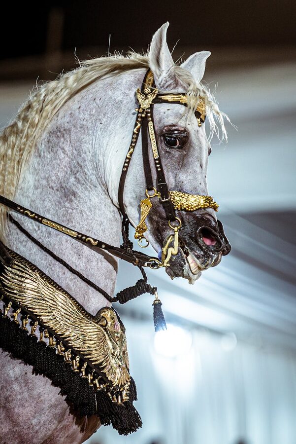 Arabian horse with ornate bridle