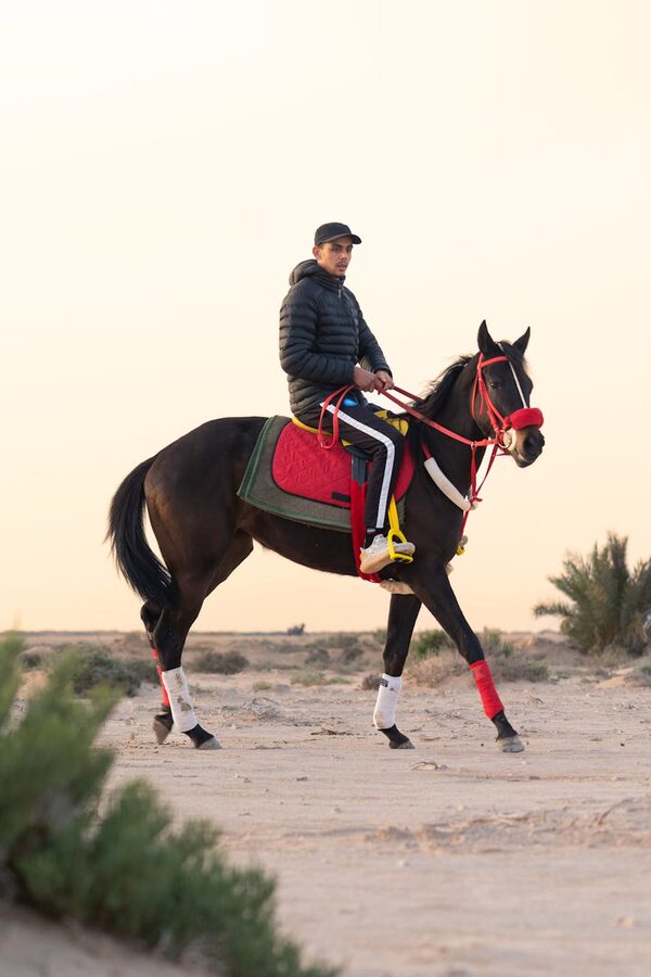 Man riding Arabian horse at desert sunset