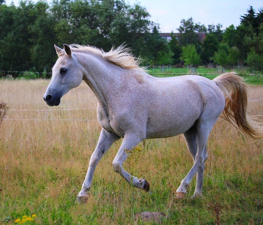 Arabian horse gallop pasture