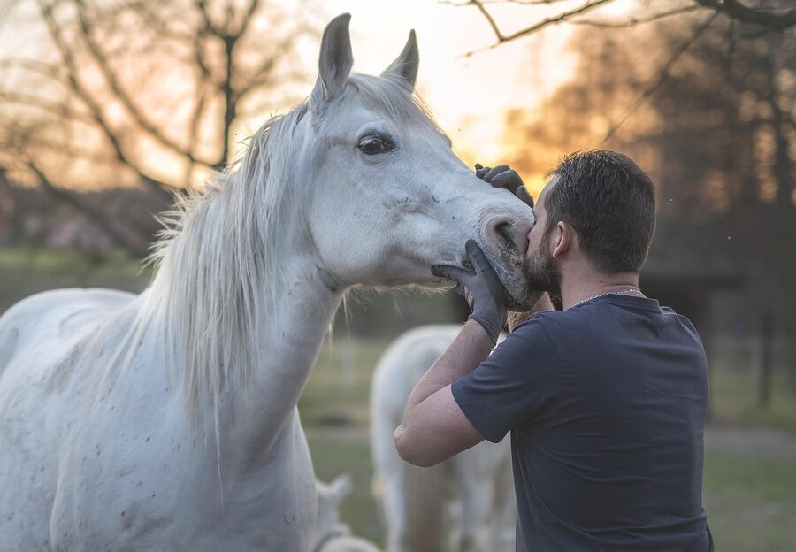 Arabian horse in golden hour