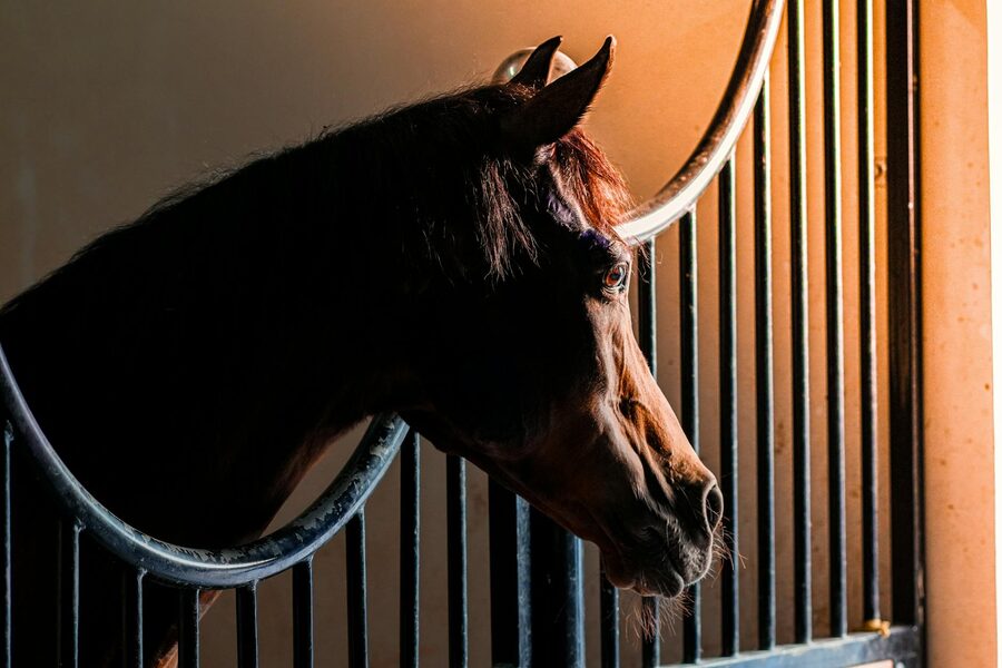 Arabian horse in stable UAE