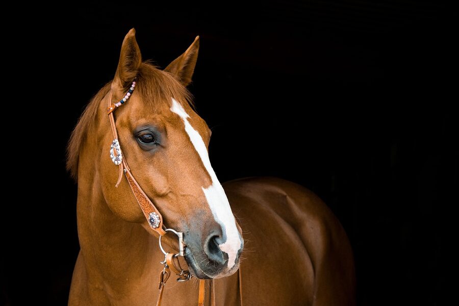 Horse mare with bridle