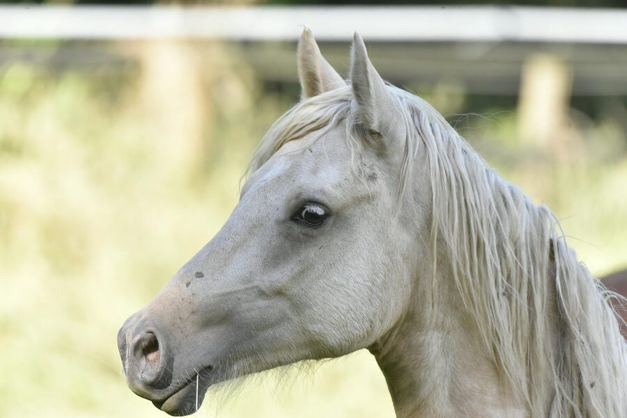 Profile of white Arabian horse