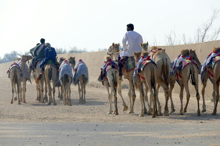 Group of camels with riders on a desert road
