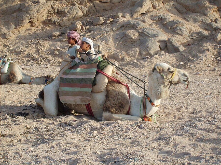 Camel in Hurghada desert Egypt