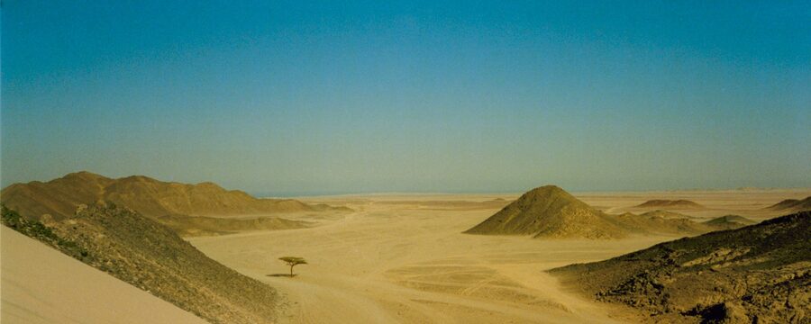 Lone tree in the Eastern Desert near Hurghada Egypt