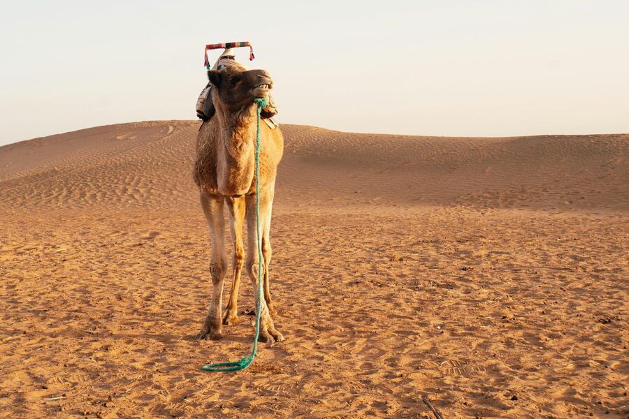 Single camel on sand dunes at sunset