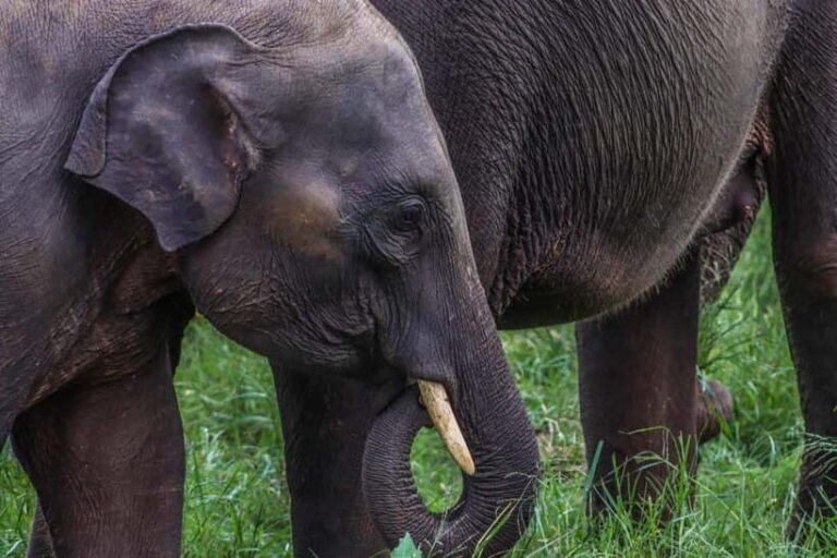 Hurulu Eco Park Habarana Elephant Safari including tickets - Exploring Hurulu Eco Park: What to Expect