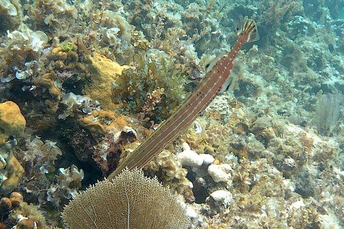 Incredible Negril Guided Snorkeling To Reef, Anchor, and Cannon - The Practicalities: Logistics, Price, and Group Size