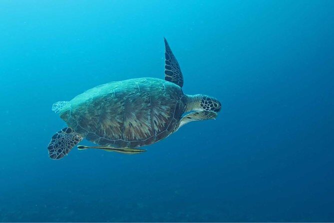 Introduction Shore Dive with Scubaçao (2 dives) - A Closer Look at the Experience